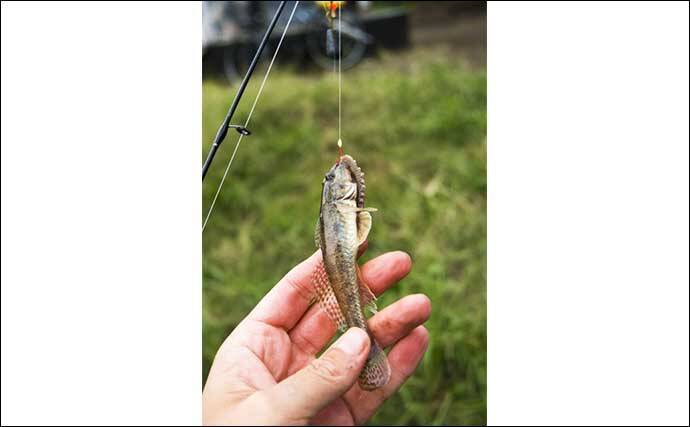 陸っぱりちょい投げ釣りのゲスト魚「コトヒキ」ってどんなサカナ？