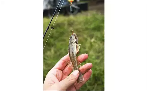 「陸っぱりちょい投げ釣りのゲスト魚「コトヒキ」ってどんなサカナ？」の画像
