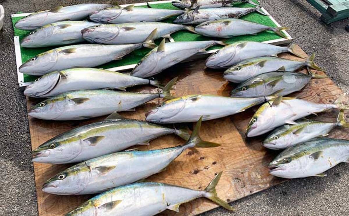 伊勢湾のサワラキャスティング釣行で本命不発も90cm級ブリ連発 22年11月23日 エキサイトニュース 2 2