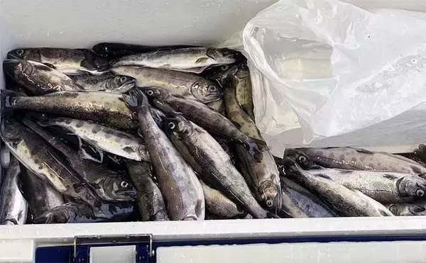 木郷滝自然釣りセンターでヤマメ63匹【熊本】悪天候が味方になった？