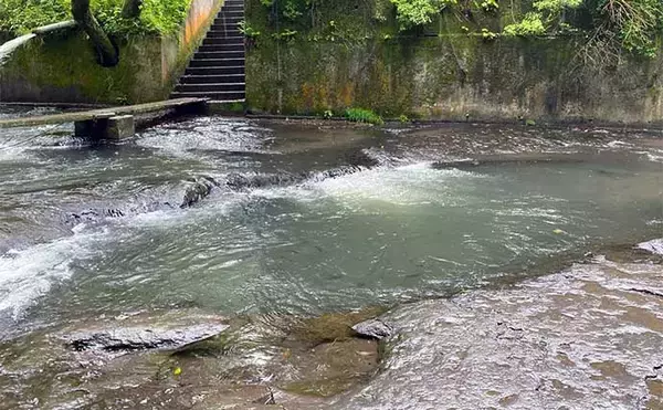 「木郷滝自然釣りセンターでヤマメ63匹【熊本】悪天候が味方になった？」の画像