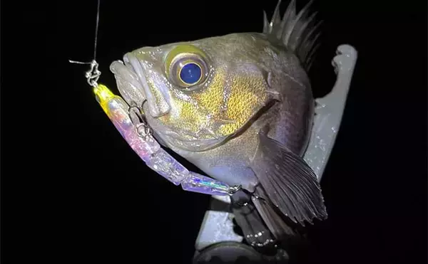 サカナの写真が【だいたい左向きなワケ】食事の作法や江戸時代の画法に由来か