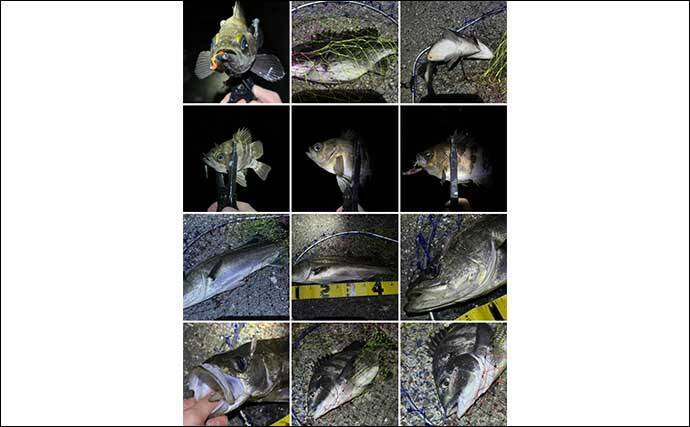 サカナの写真が【だいたい左向きなワケ】食事の作法や江戸時代の画法に由来か