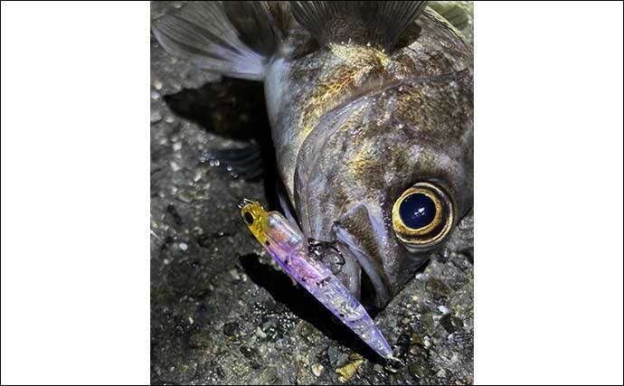 サカナの写真が【だいたい左向きなワケ】食事の作法や江戸時代の画法に由来か