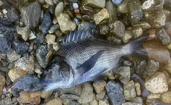 「「キャッチ率70％越え？」クロダイを確実に釣りたいなら【カニジグヘッド釣法】がオススメ！」の画像