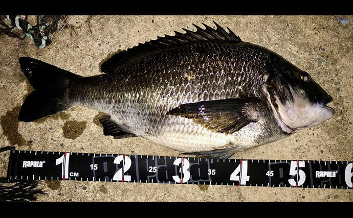 「キャッチ率70％越え？」クロダイを確実に釣りたいなら【カニジグヘッド釣法】がオススメ！