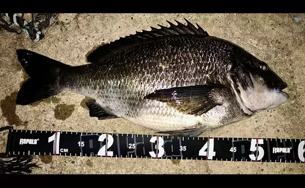 「「キャッチ率70％越え？」クロダイを確実に釣りたいなら【カニジグヘッド釣法】がオススメ！」の画像