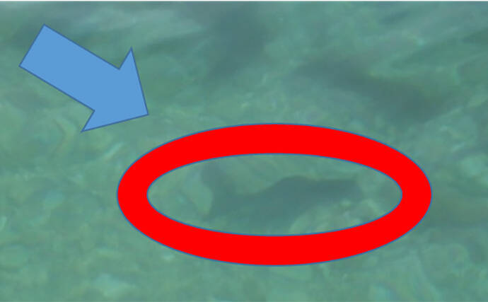 「キャッチ率70％越え？」クロダイを確実に釣りたいなら【カニジグヘッド釣法】がオススメ！