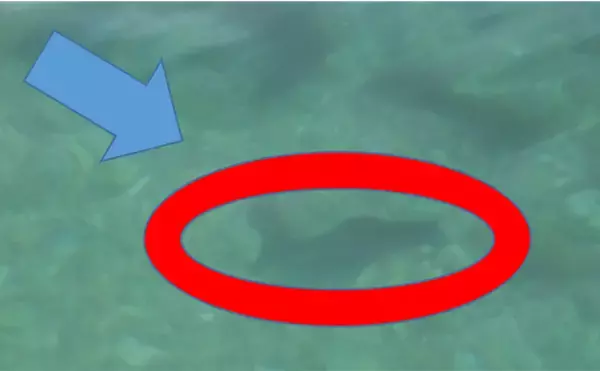 「「キャッチ率70％越え？」クロダイを確実に釣りたいなら【カニジグヘッド釣法】がオススメ！」の画像