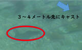 「「キャッチ率70％越え？」クロダイを確実に釣りたいなら【カニジグヘッド釣法】がオススメ！」の画像9