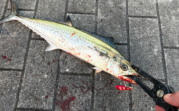 大阪南港でのライトショアジギング釣行でサゴシをキャッチ！表層早巻きにヒット