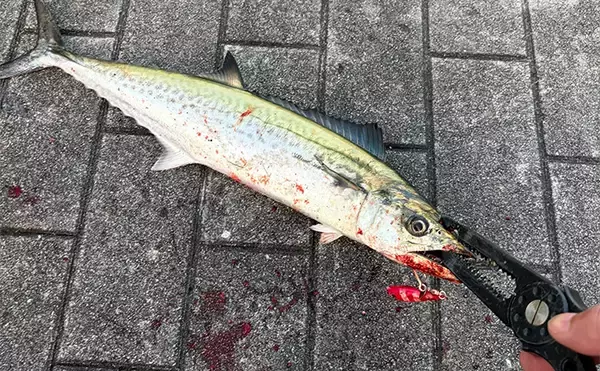 大阪南港でのライトショアジギング釣行でサゴシをキャッチ！表層早巻きにヒット