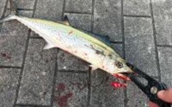 大阪南港でのライトショアジギング釣行でサゴシをキャッチ！表層早巻きにヒット