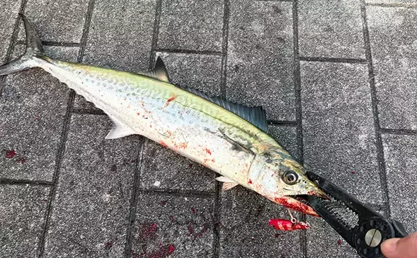 「大阪南港でのライトショアジギング釣行でサゴシをキャッチ！表層早巻きにヒット」の画像