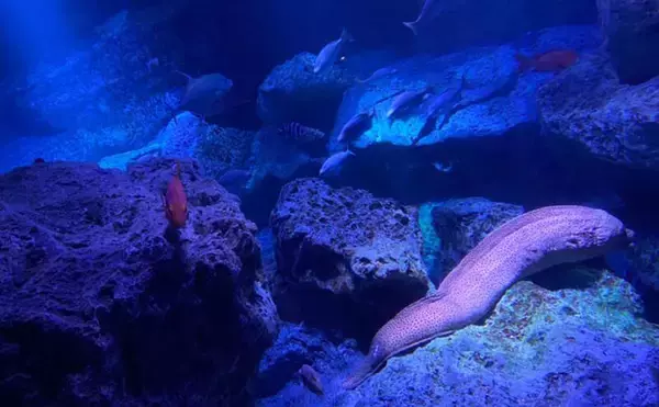 魚たちはいつどこで眠るの？　水族館で眠る魚を観察するのに適したタイミングを紹介