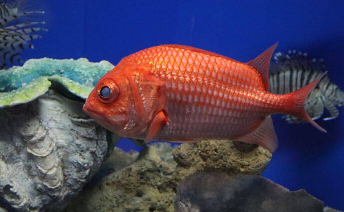 魚たちはいつどこで眠るの？　水族館で眠る魚を観察するのに適したタイミングを紹介