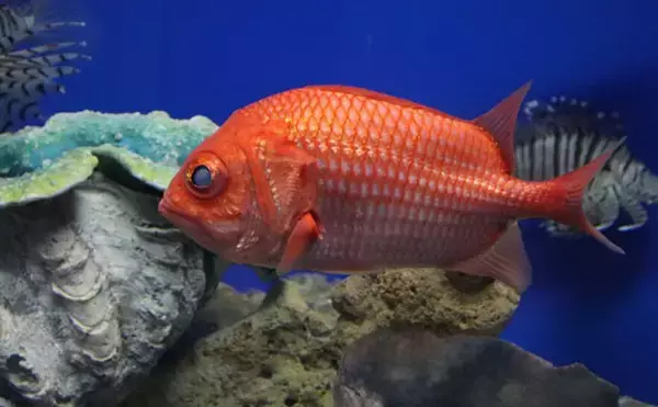 「魚たちはいつどこで眠るの？　水族館で眠る魚を観察するのに適したタイミングを紹介」の画像