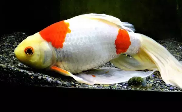 「魚たちはいつどこで眠るの？　水族館で眠る魚を観察するのに適したタイミングを紹介」の画像