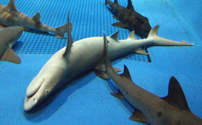 魚たちはいつどこで眠るの？　水族館で眠る魚を観察するのに適したタイミングを紹介