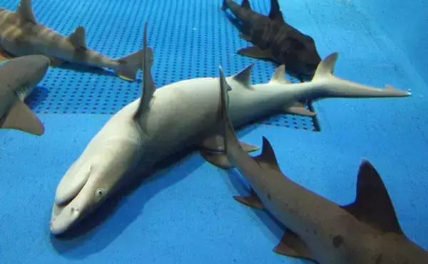 「魚たちはいつどこで眠るの？　水族館で眠る魚を観察するのに適したタイミングを紹介」の画像