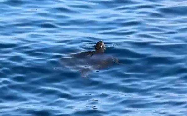「船中泊付きの離島釣り大会に参加【伊豆大島】まさかの優勝＆特別賞を同時受賞！」の画像