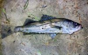 「中途半端なマッチザベイトはダメ？」 高難度の春のシーバスゲームで貴重な1匹を手中