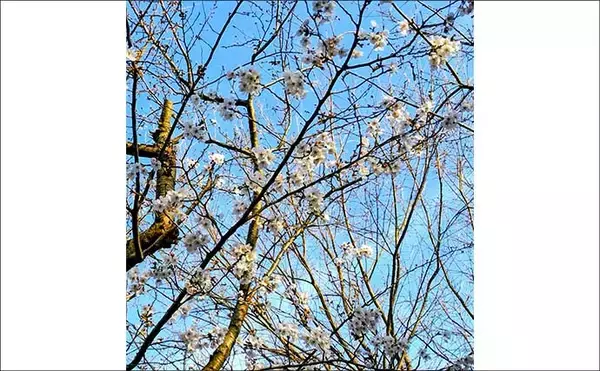 「「中途半端なマッチザベイトはダメ？」 高難度の春のシーバスゲームで貴重な1匹を手中」の画像