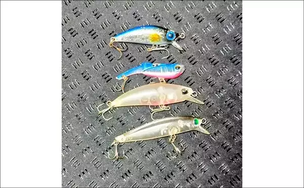 「「中途半端なマッチザベイトはダメ？」 高難度の春のシーバスゲームで貴重な1匹を手中」の画像