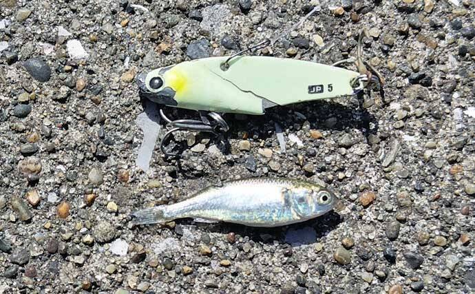 「中途半端なマッチザベイトはダメ？」 高難度の春のシーバスゲームで貴重な1匹を手中