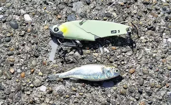 「「中途半端なマッチザベイトはダメ？」 高難度の春のシーバスゲームで貴重な1匹を手中」の画像