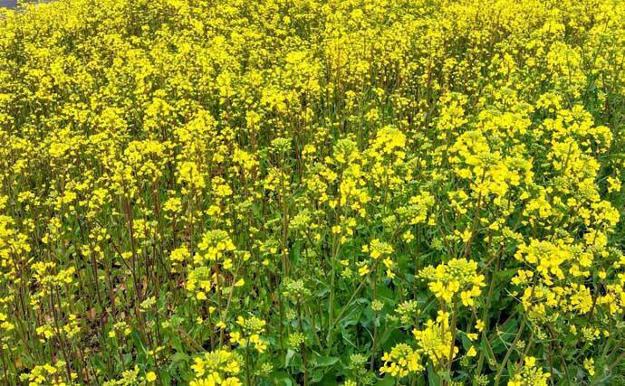 「中途半端なマッチザベイトはダメ？」 高難度の春のシーバスゲームで貴重な1匹を手中