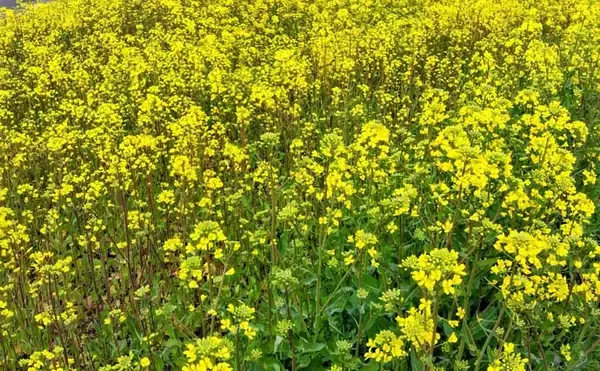 「「中途半端なマッチザベイトはダメ？」 高難度の春のシーバスゲームで貴重な1匹を手中」の画像