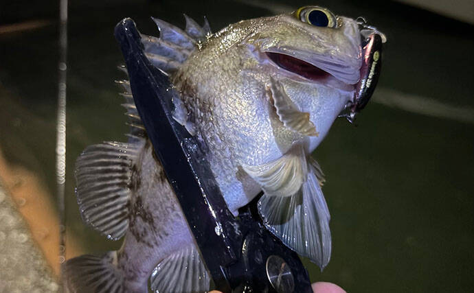 大阪湾沿岸ライトゲームで「最もレアなターゲット」は何？　釣れる魚種は豊富！