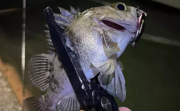 「大阪湾沿岸ライトゲームで「最もレアなターゲット」は何？　釣れる魚種は豊富！」の画像
