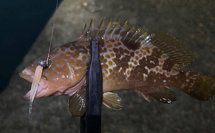 大阪湾沿岸ライトゲームで「最もレアなターゲット」は何？　釣れる魚種は豊富！