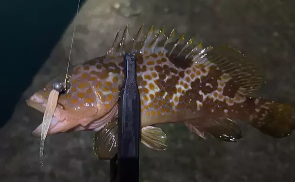 「大阪湾沿岸ライトゲームで「最もレアなターゲット」は何？　釣れる魚種は豊富！」の画像