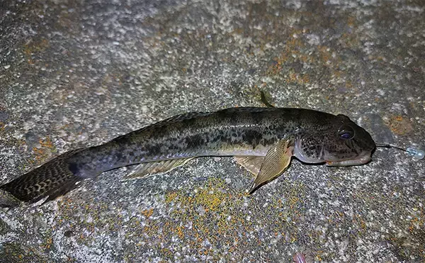 「「誰でも使えて幅広い魚種が釣れる！」超簡単お手軽仕掛け【ブラー】で釣りを楽しもう」の画像