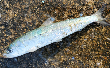 「イワシ回遊増えて大型魚が爆釣？」 新潟在住アングラーが感じるイワシ回遊の変化と釣りとの関係