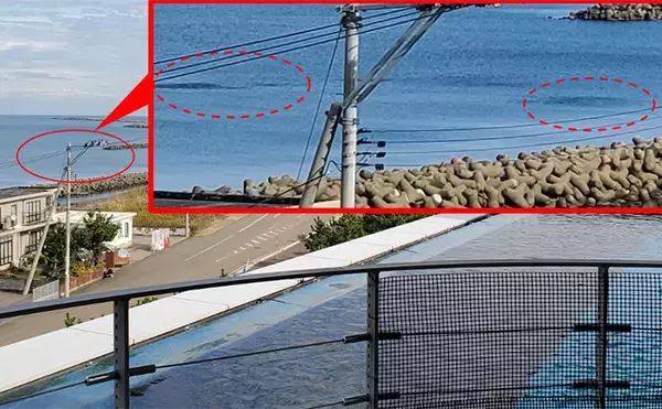 「「イワシ回遊増えて大型魚が爆釣？」 新潟在住アングラーが感じるイワシ回遊の変化と釣りとの関係」の画像