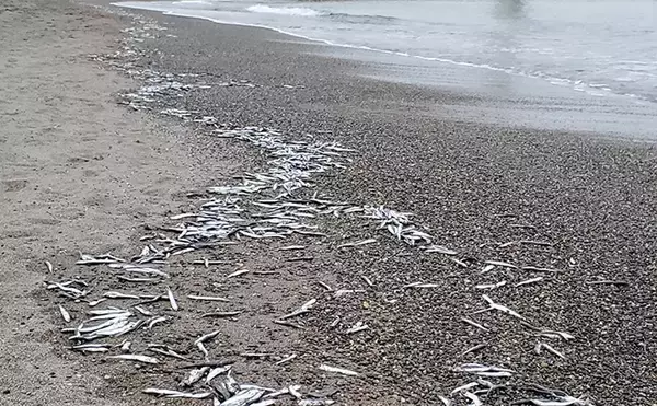 「「イワシ回遊増えて大型魚が爆釣？」 新潟在住アングラーが感じるイワシ回遊の変化と釣りとの関係」の画像