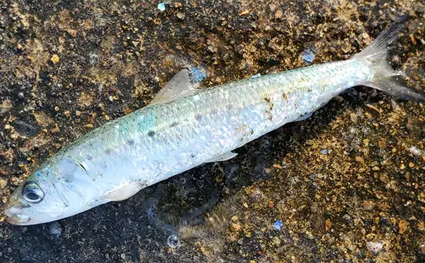 「「イワシ回遊増えて大型魚が爆釣？」 新潟在住アングラーが感じるイワシ回遊の変化と釣りとの関係」の画像