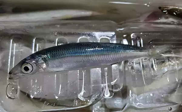 「「イワシ回遊増えて大型魚が爆釣？」 新潟在住アングラーが感じるイワシ回遊の変化と釣りとの関係」の画像