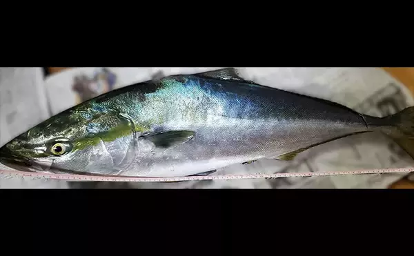 「「イワシ回遊増えて大型魚が爆釣？」 新潟在住アングラーが感じるイワシ回遊の変化と釣りとの関係」の画像