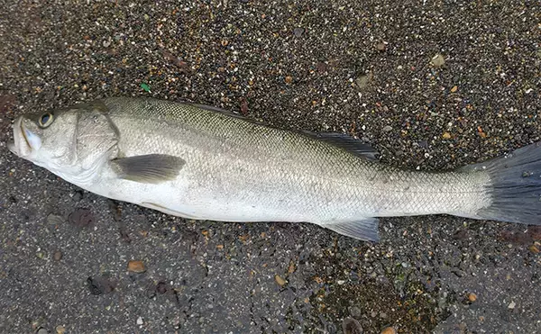 「「イワシ回遊増えて大型魚が爆釣？」 新潟在住アングラーが感じるイワシ回遊の変化と釣りとの関係」の画像