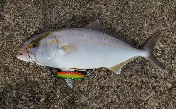 「「イワシ回遊増えて大型魚が爆釣？」 新潟在住アングラーが感じるイワシ回遊の変化と釣りとの関係」の画像