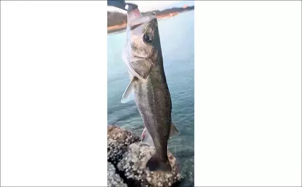 「天草エリアのシーバスゲームで60cm級をキャッチ！【熊本】エギングでは600gアオリイカも登場」の画像