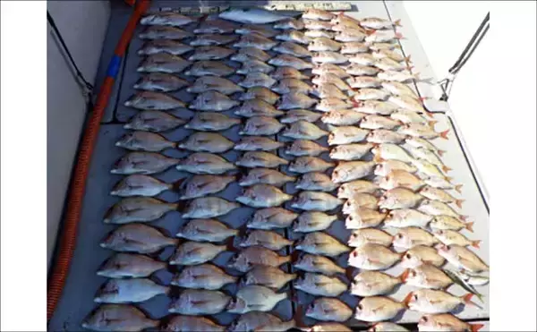 「【沖釣り釣果速報】伊良湖沖でビッグヒガンフグ＆カワハギ好調！良型揃って冬の旬満喫（愛知）」の画像