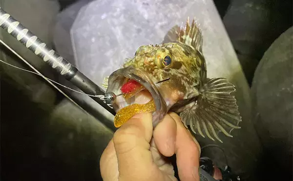 「消波ブロック帯でライトルアー釣行で26cm良型カサゴをキャッチ！【三重】」の画像