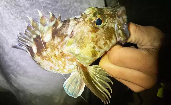 「消波ブロック帯でライトルアー釣行で26cm良型カサゴをキャッチ！【三重】」の画像