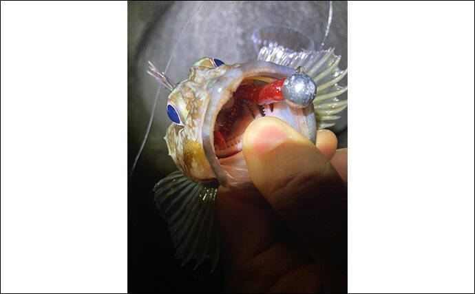 消波ブロック帯でライトルアー釣行で26cm良型カサゴをキャッチ！【三重】